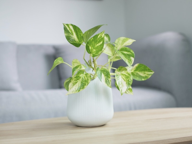 ต้นไม้ฟอกอากาศในห้อง