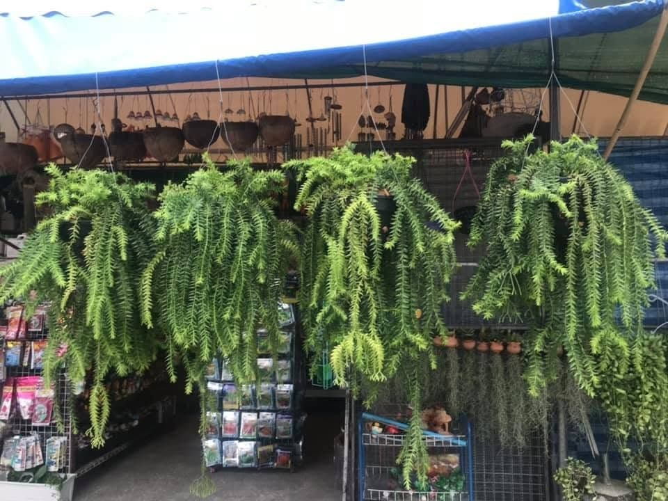 ตลาดต้นไม้เทเวศร์