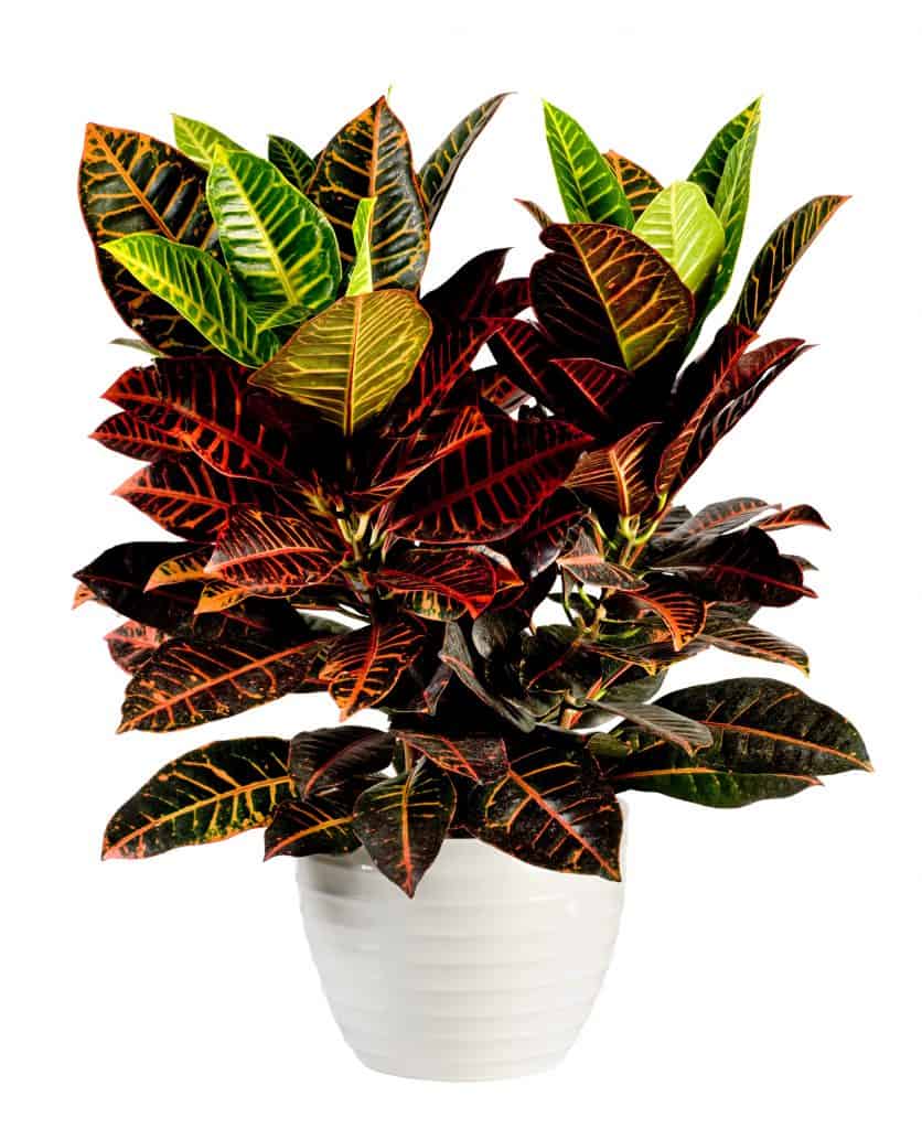 ต้นไม้มงคล