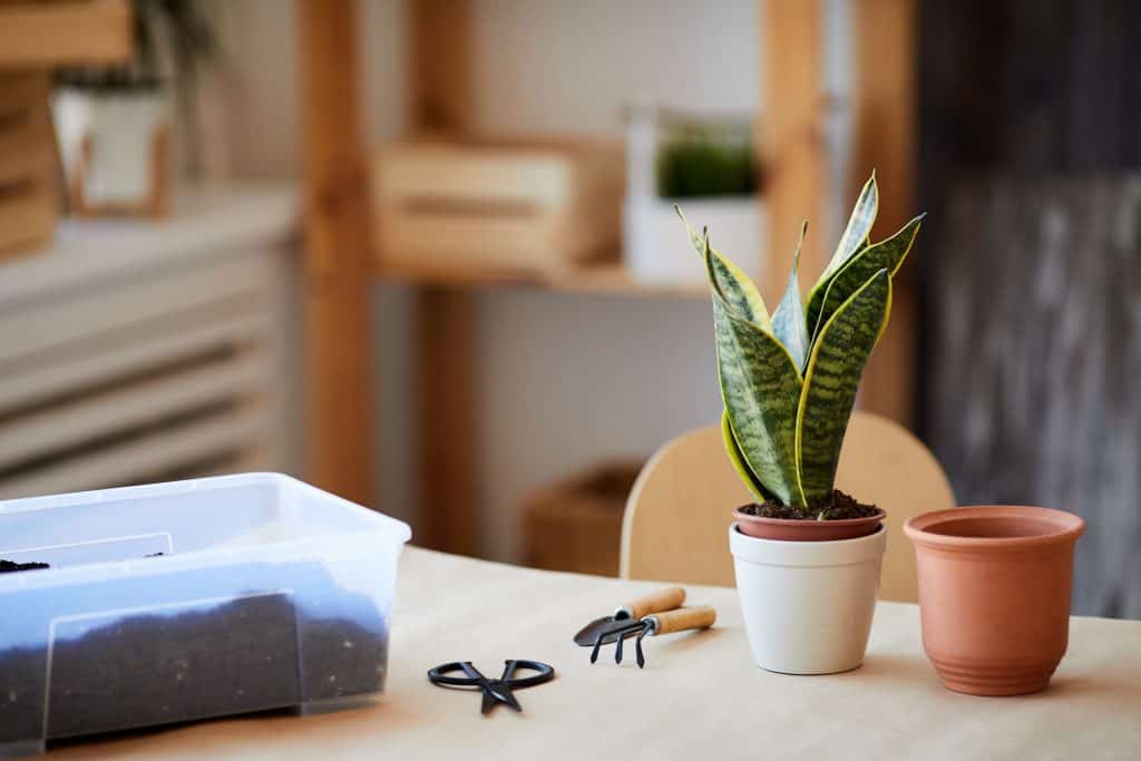 ต้นไม้มงคล