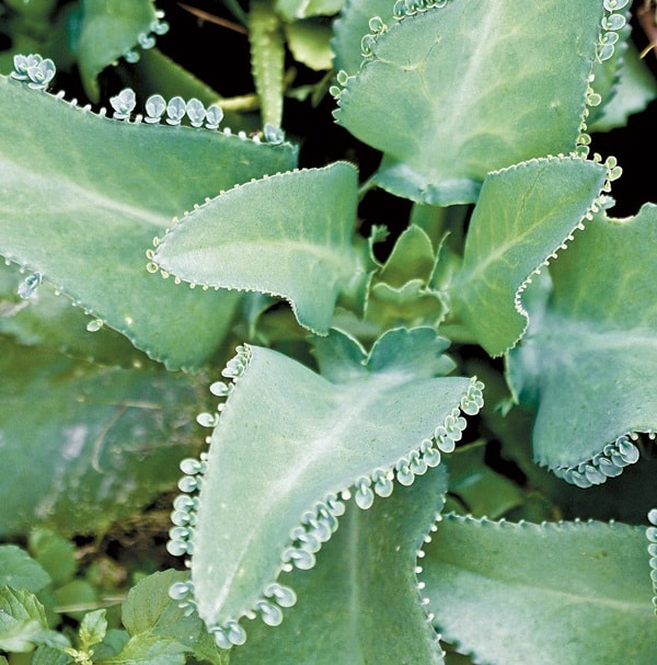 ต้นไม้มงคล