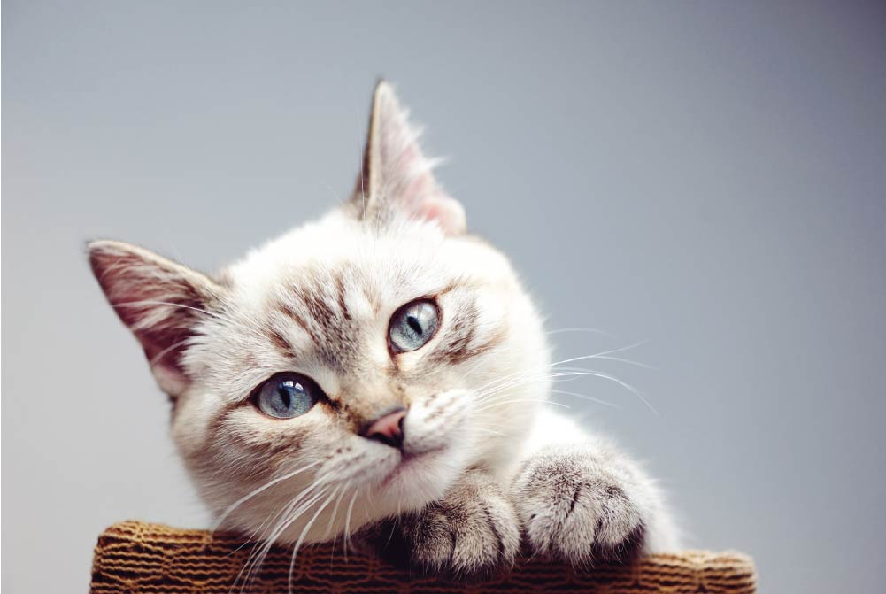 สัตว์เลี้ยง