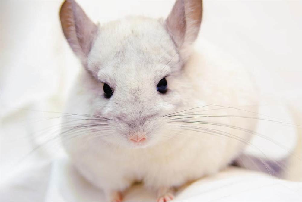 สัตว์เลี้ยง