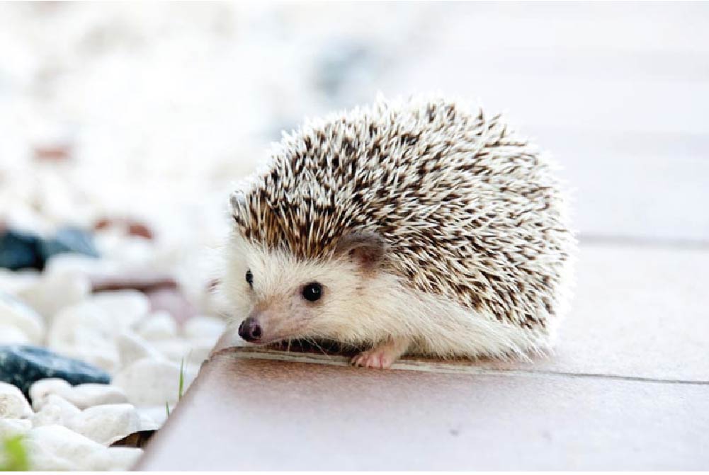 สัตว์เลี้ยง