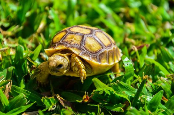 สัตว์เลี้ยง