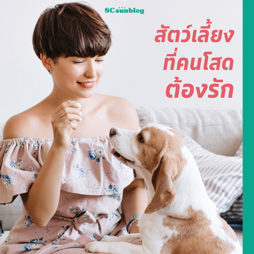 โสดชื่นรื่นรมย์