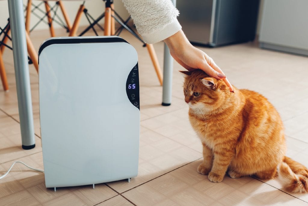 คลายร้อนให้แมว