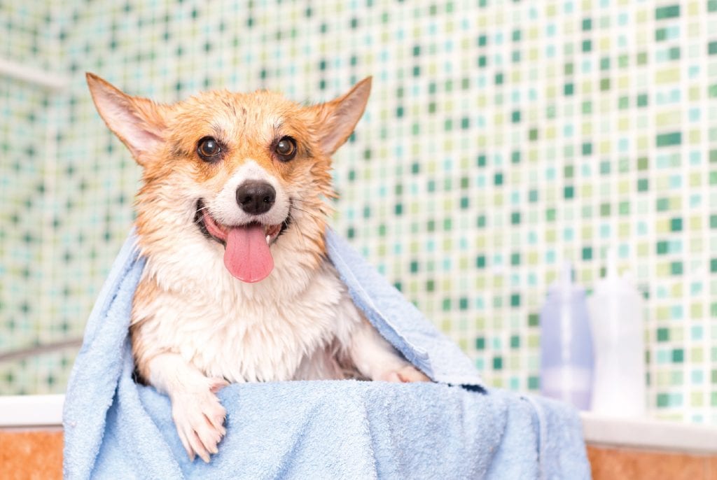 คลายร้อนให้แมว