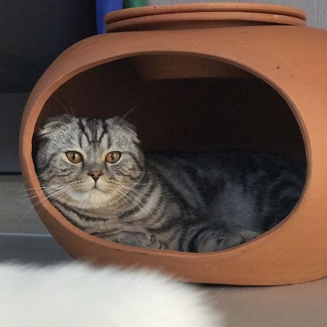 คลายร้อนให้แมว