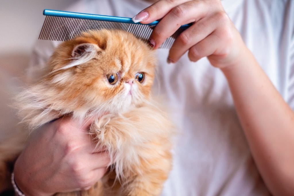 คลายร้อนให้แมว