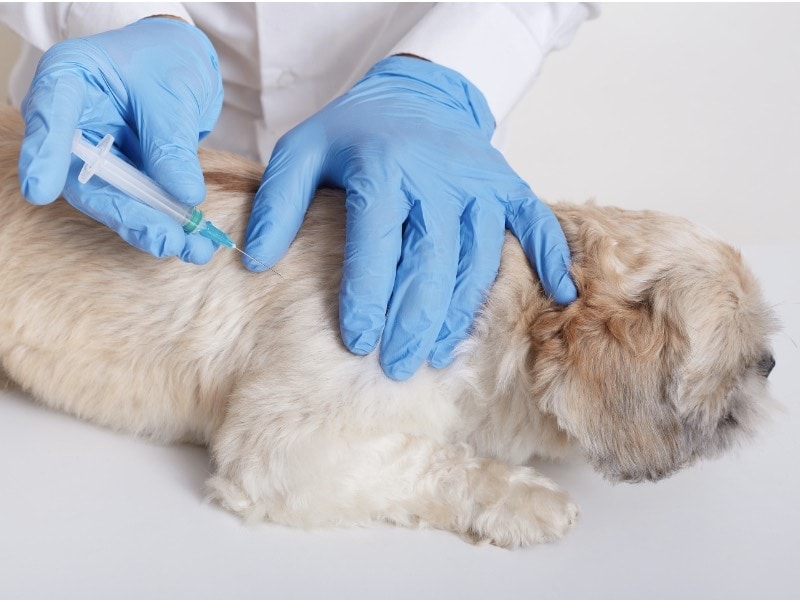 วิธีการเลี้ยงสุนัข