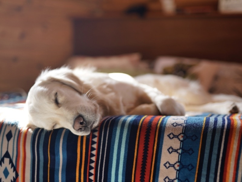 วิธีดูแลสัตว์เลี้ยง