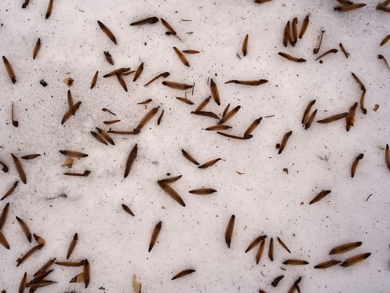 ฉีดปลวกเมื่อเจอมูลปลวก 