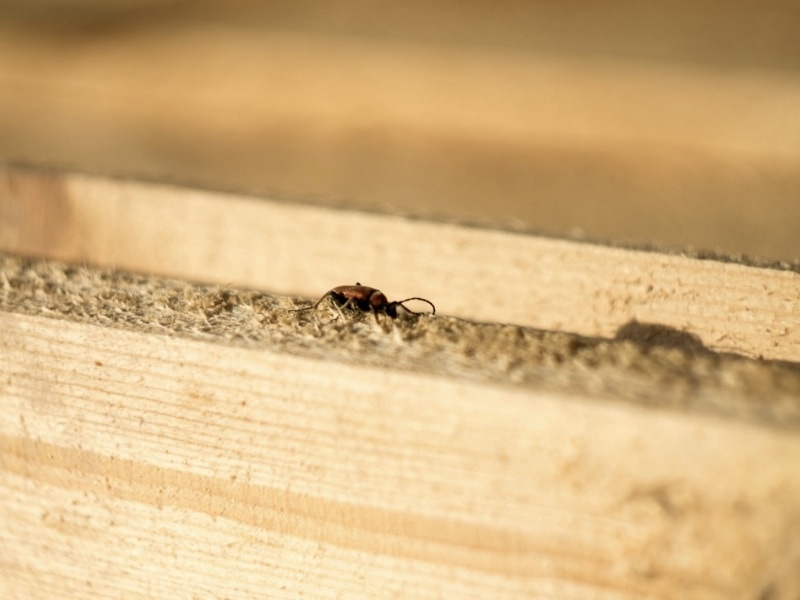 ฉีดปลวกเมื่อไหร่ดี