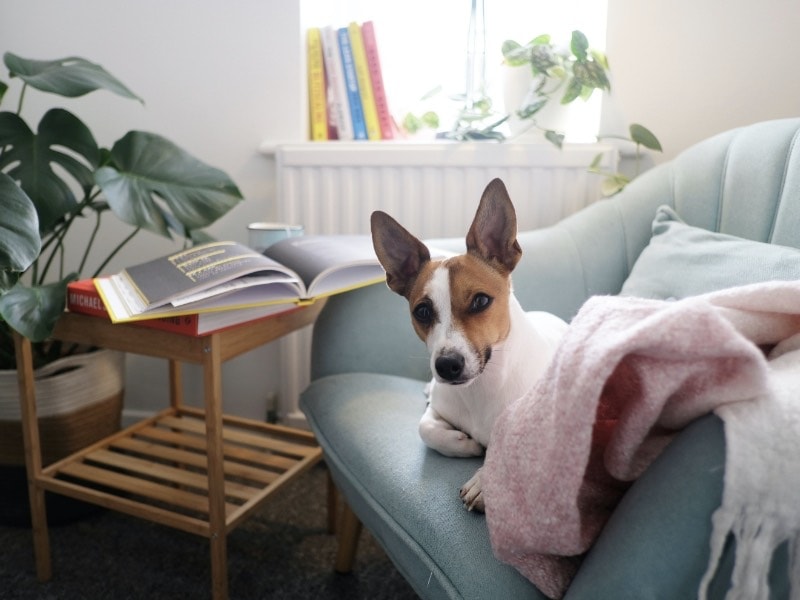 วิธีการเลี้ยงสุนัข