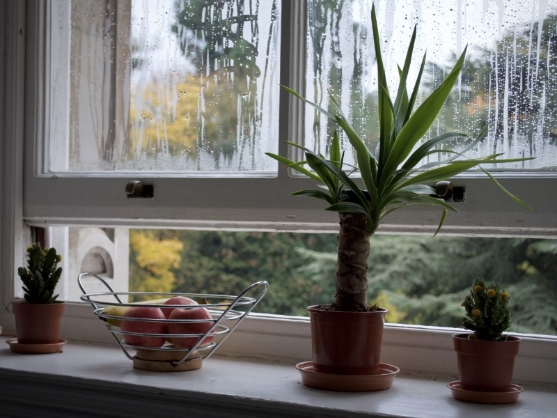 ทำความสะอาดบ้าน