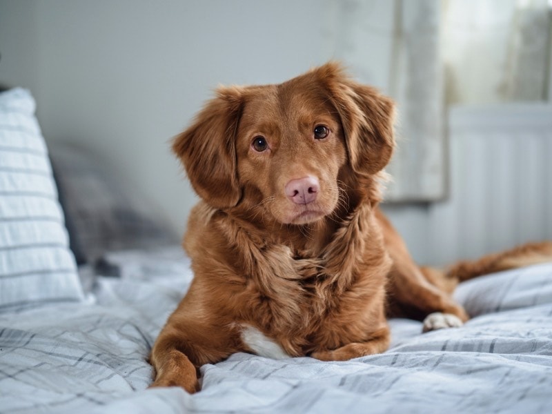 วิธีการเลี้ยงสุนัข