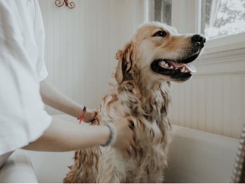 วิธีดูแลสัตว์เลี้ยง