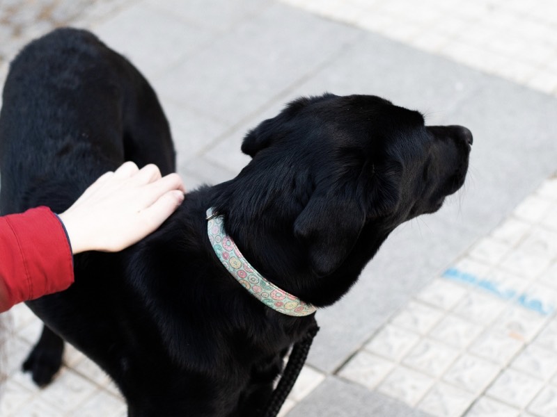 วิธีการเลี้ยงสุนัข