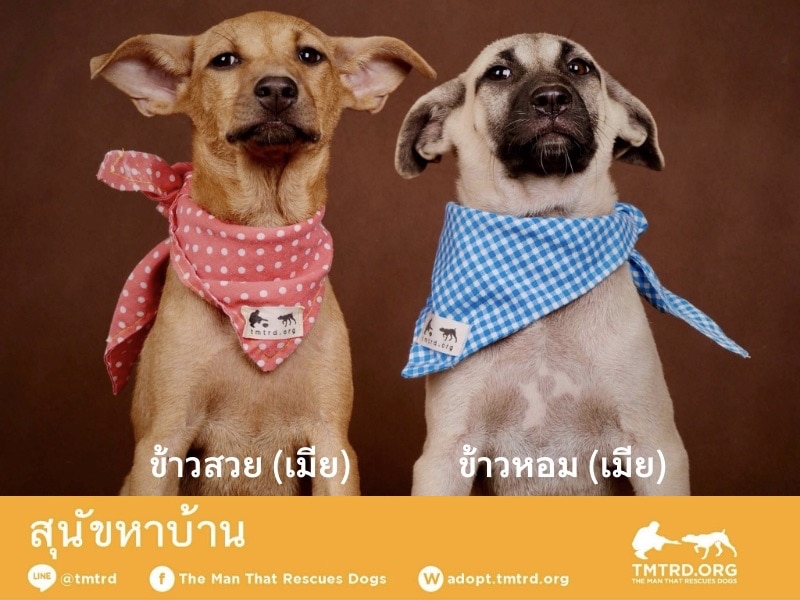 รับเลี้ยงสุนัขฟรี