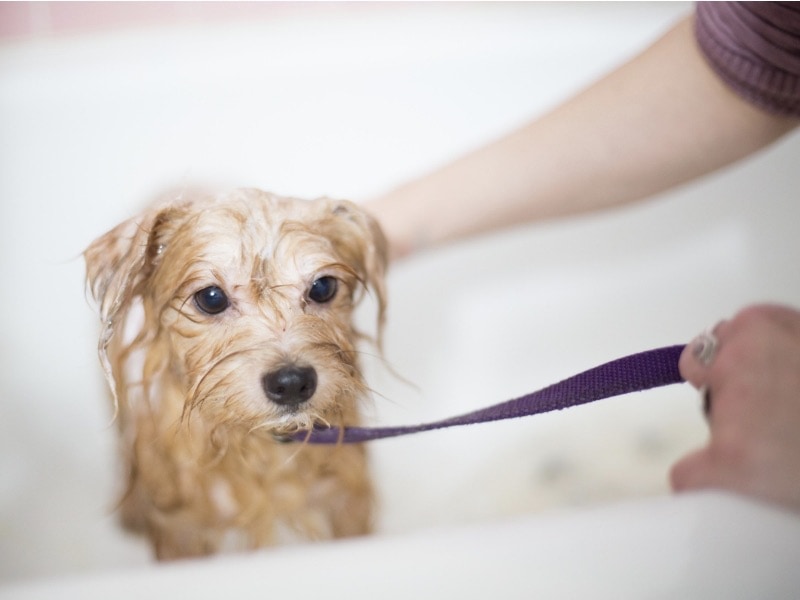 รับเลี้ยงสุนัขฟรี