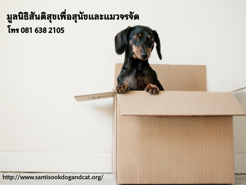 รับเลี้ยงสุนัขฟรี