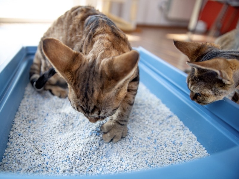 วิธีไล่หนู