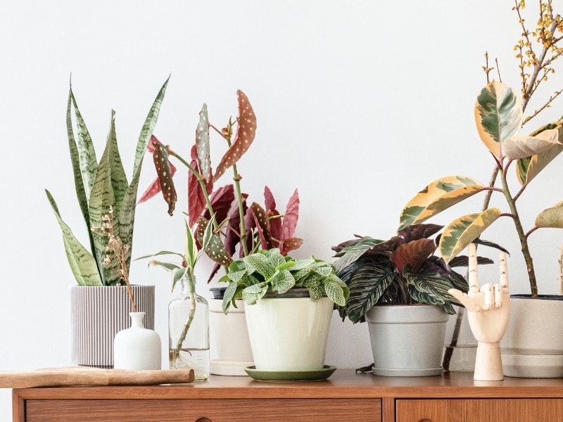 การปลูกต้นไม้ในกระถาง สำหรับมือใหม่