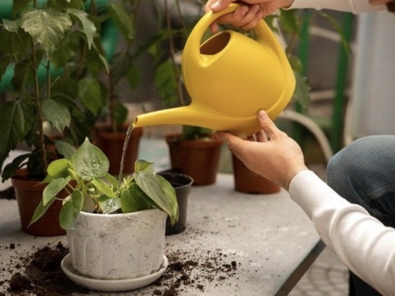 การปลูกต้นไม้ในกระถาง สำหรับมือใหม่