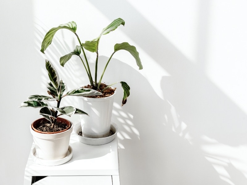 การปลูกต้นไม้ในกระถาง สำหรับมือใหม่