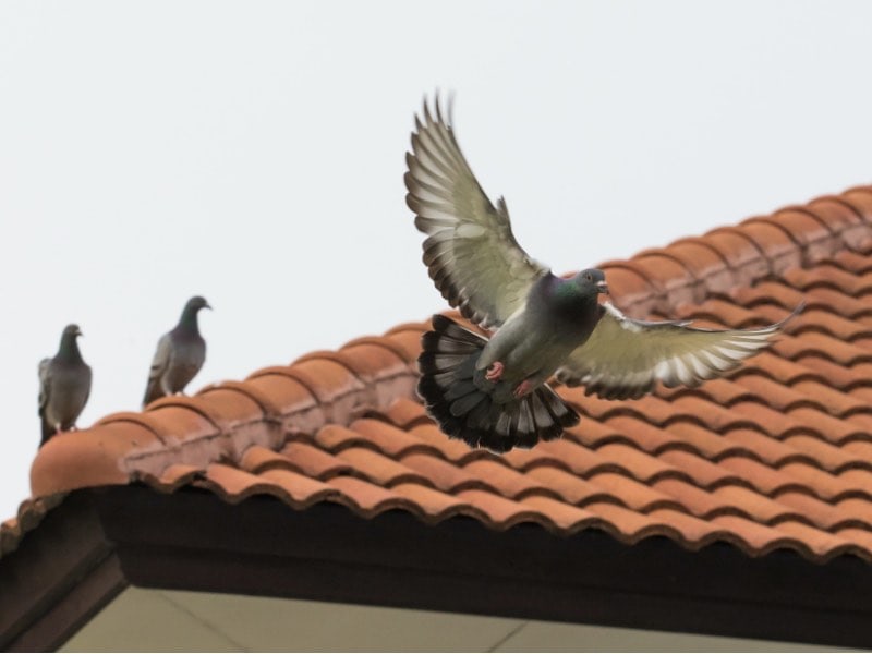 นกพิราบก่อให้เกิดความเสี่ยงสุขภาพ สร้างเสียงรบกวน และอาจทำให้อาคารเสียหาย จึงต้องการวิธีไช่นกพิราบ