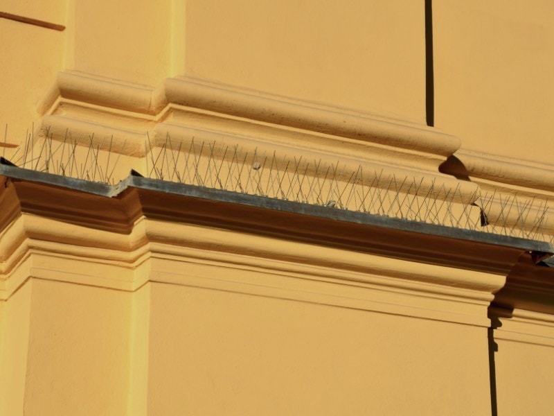 วิธีไล่นกพิราบ