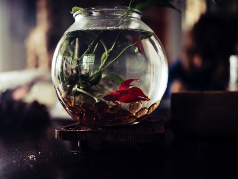 ของมงคล