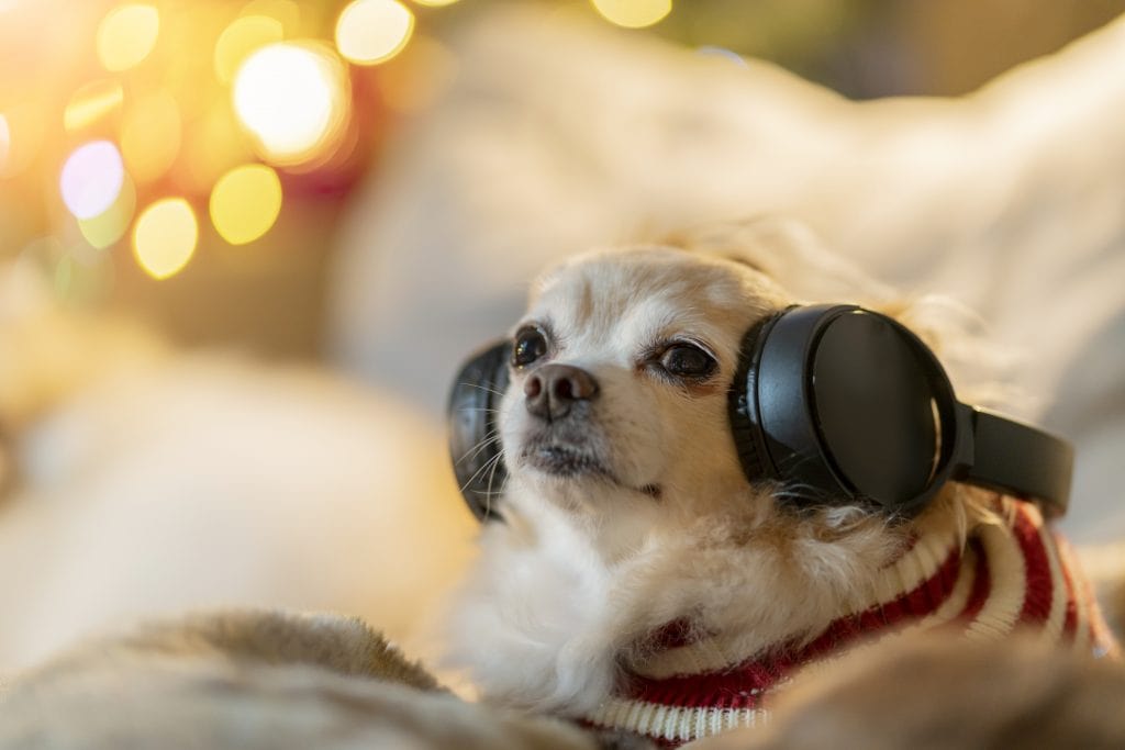 Listening to music with pet