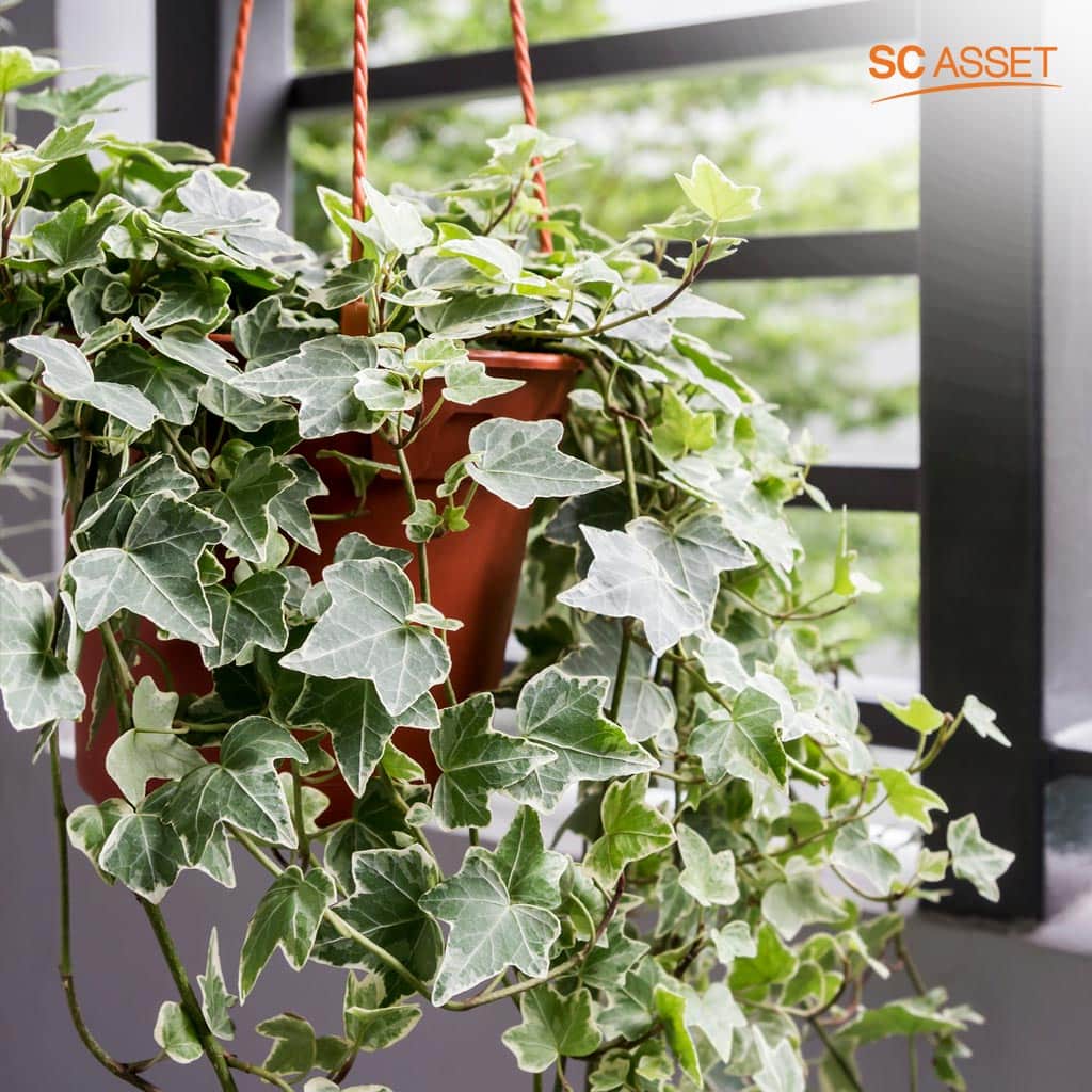 จัดสวนทาวน์โฮมหลังมุมด้วยสวนแขวน