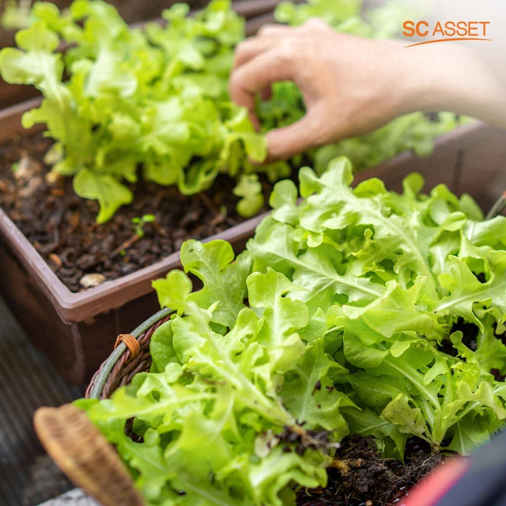 การปลูกผัก เป็นหนึ่งในไอเดียจัดสวนบ้านทาวน์โฮม