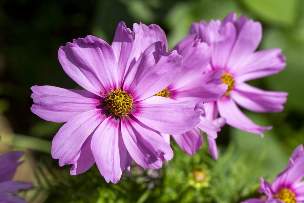 ดอกคอสมอส ต้นไม้ประดับสีสันสดใส