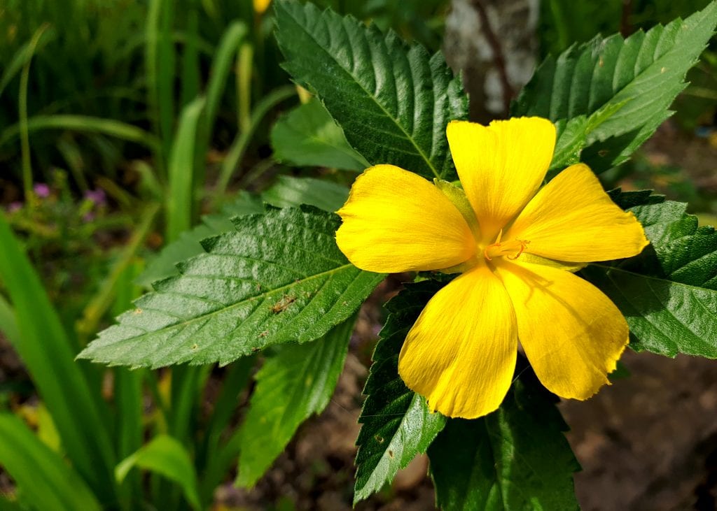 ดอกบานเช้า เป็นพันธุ์ต้นไม้จัดสวนที่ชอบแสงแดดจัด