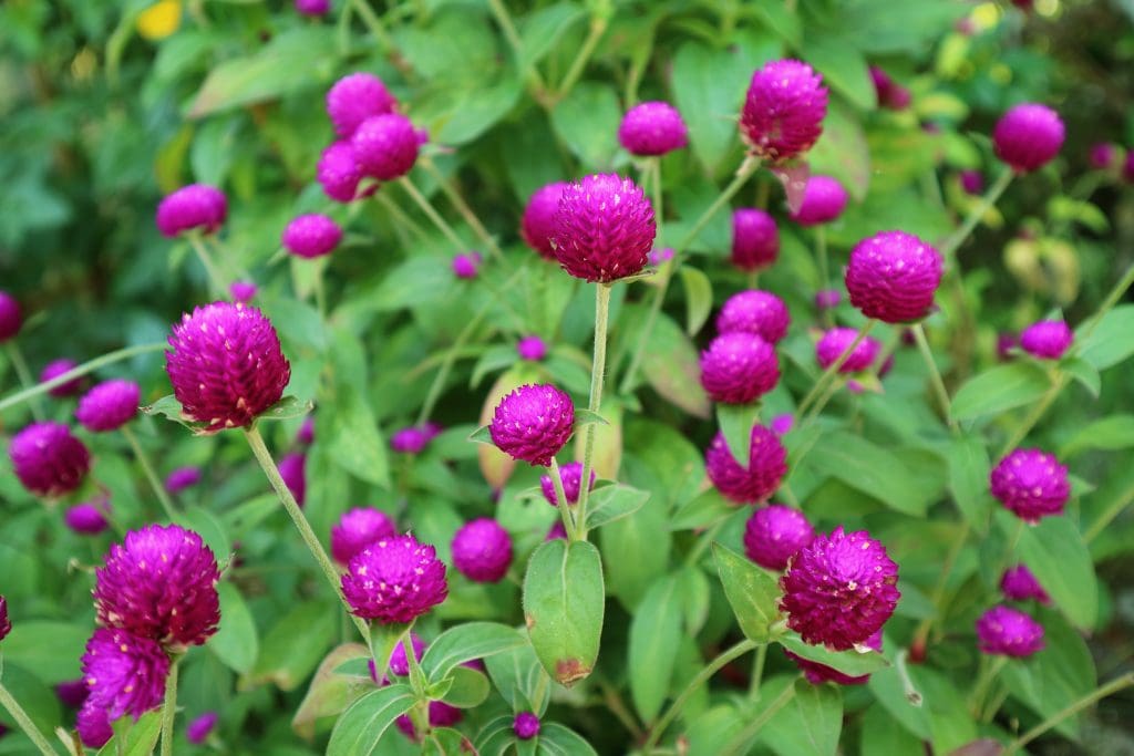 ดอกบานไม่รู้โรย หนึ่งในต้นไม้จัดสวนที่ได้รับความนิยมสูง