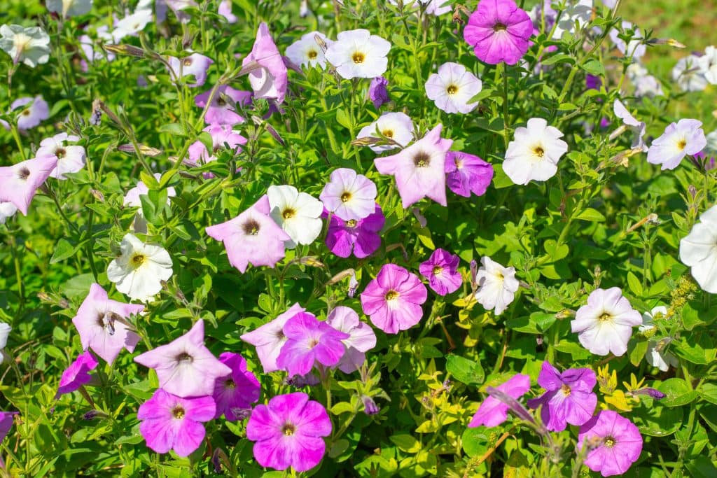 ดอกพิทูเนีย พันธุ์ต้นไม้ประดับที่ทนแล้งได้ดี
	