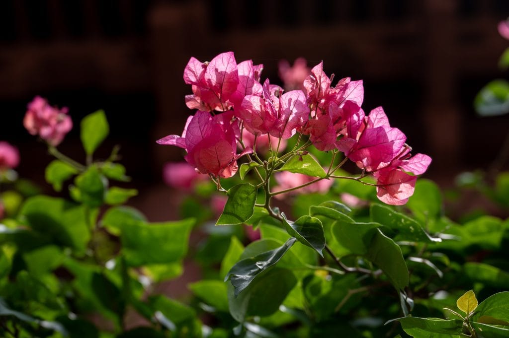 ดอกเฟื่องฟ้า พันธุ์ดอกไม้ปลูกง่าย ออกดอกทั้งปี