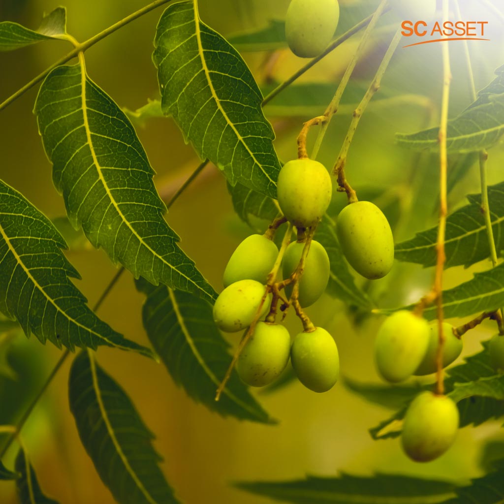 ต้นสะเดาสามารถนำมาใช้ในวิธีไล่ยุงแบบธรรมชาติ