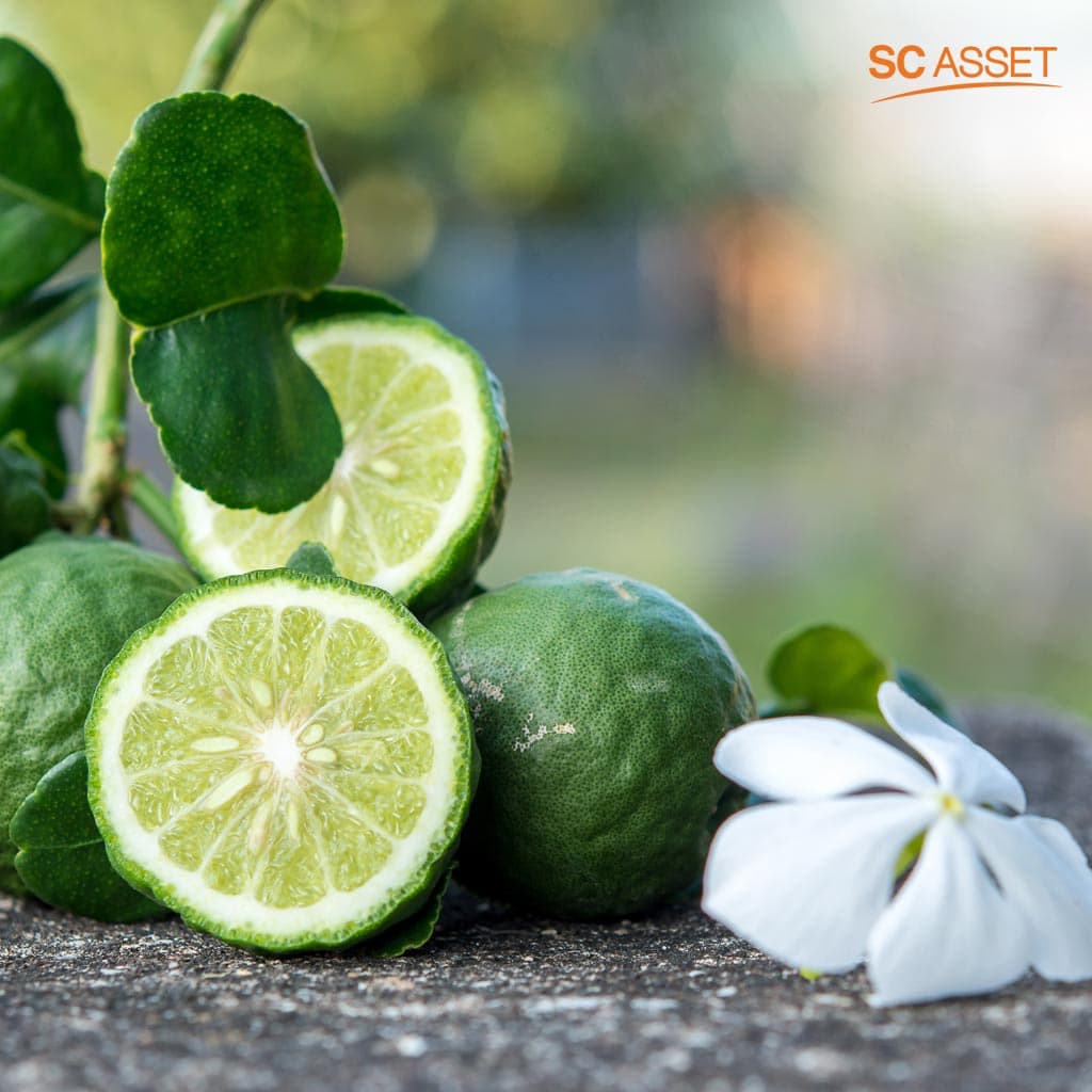 การใช้น้ำมันหอมระเหยจากมะกรูดเป็นวิธีไล่ยุงแบบธรรมชาติ