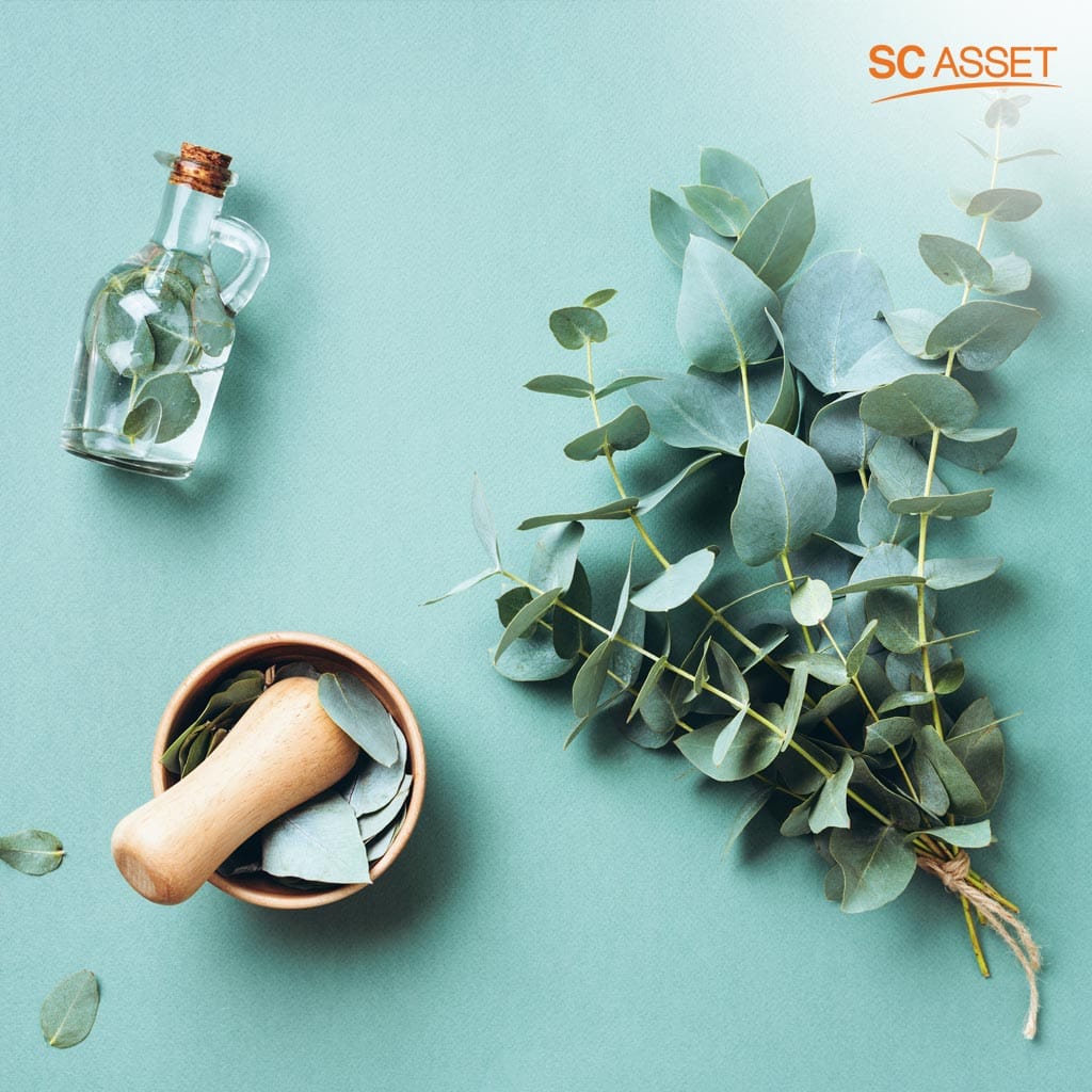 การใช้น้ำมันหอมระเหยจากยูคาลิปตัสเป็นวิธีไล่ยุงแบบธรรมชาติ