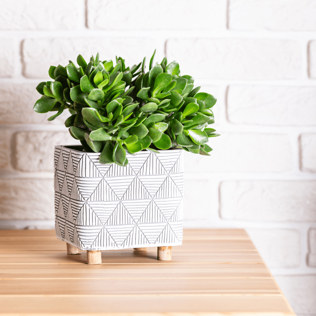 ต้นไม้มงคลปลูกในบ้าน