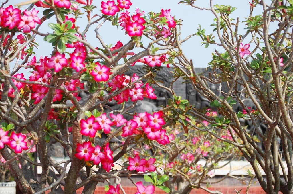 ต้นไม้มงคลปลูกในบ้าน