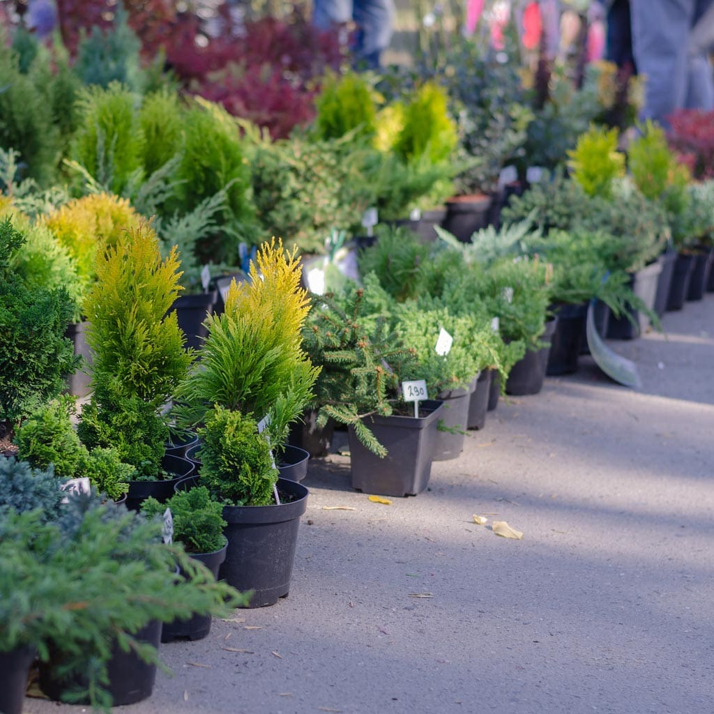 หมู่บ้านไม้ดอกไม้ประดับคลอง 15