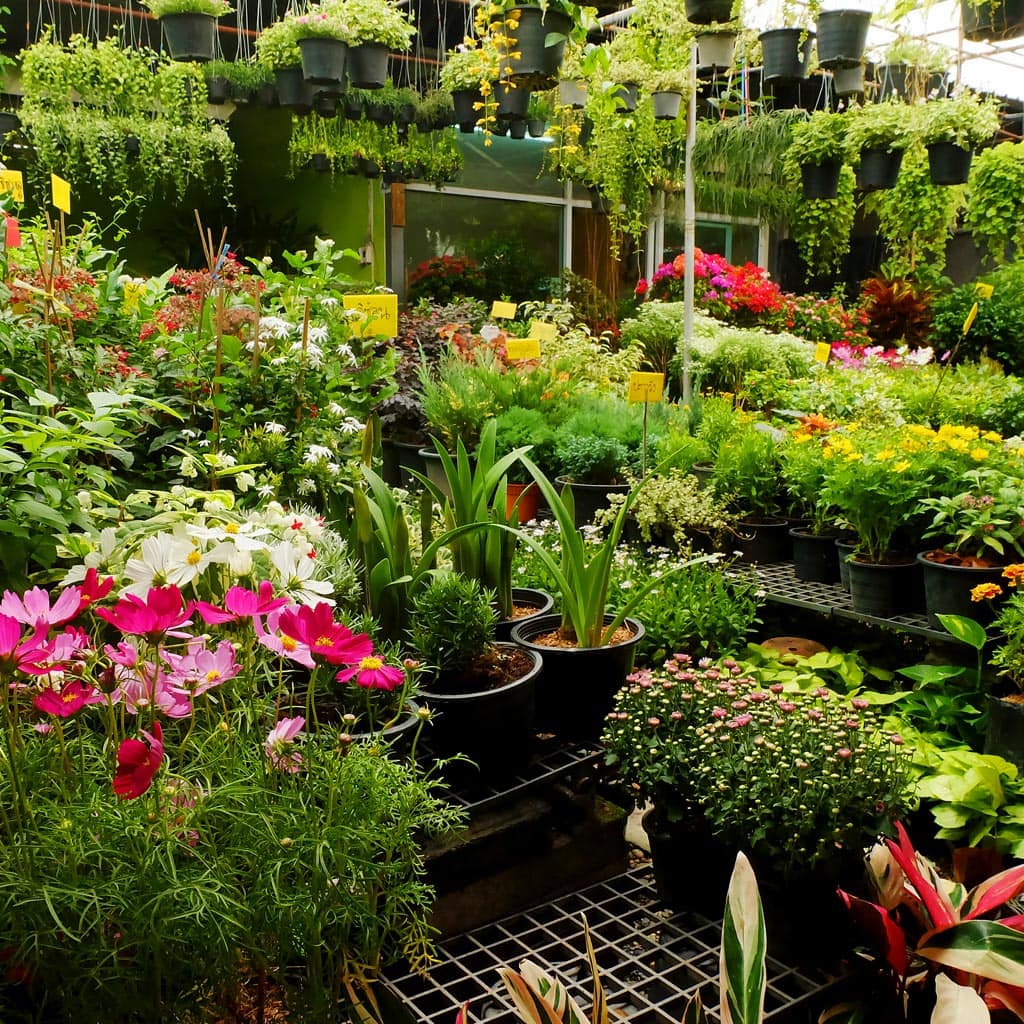 ตลาดต้นไม้บางใหญ่