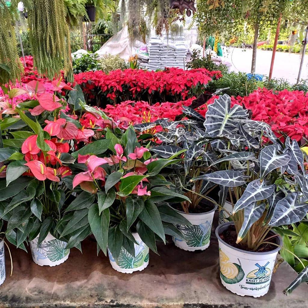 ตลาดต้นไม้สวนทับช้าง