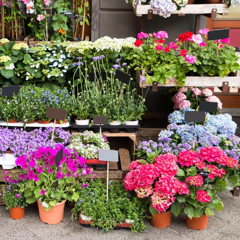 ตลาดต้นไม้เลียบด่วนรามอินทรา